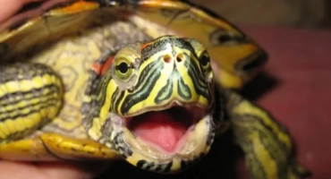 Какво трябва да знаете, преди да си купите червена костенурка